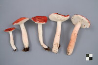 Russula peckii image